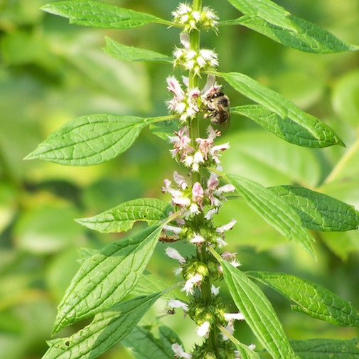 Motherwort