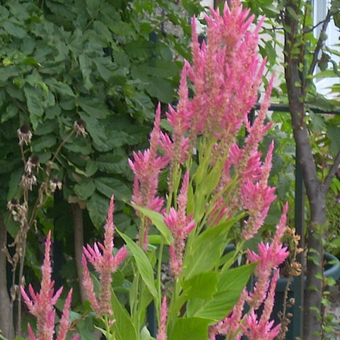 Pink Amaranthus