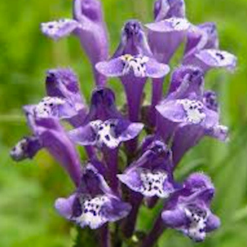 Skullcap
