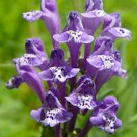 Skullcap