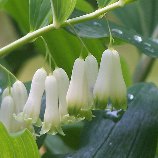 Solomon's Seal