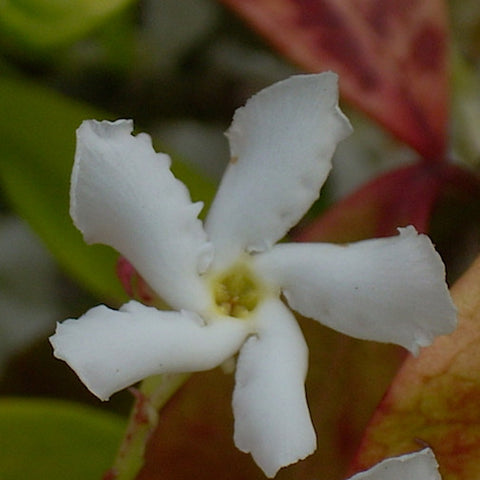 Star Jasmine