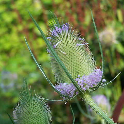 Teasel