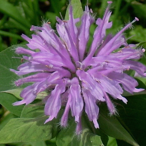 Wild Bergamot