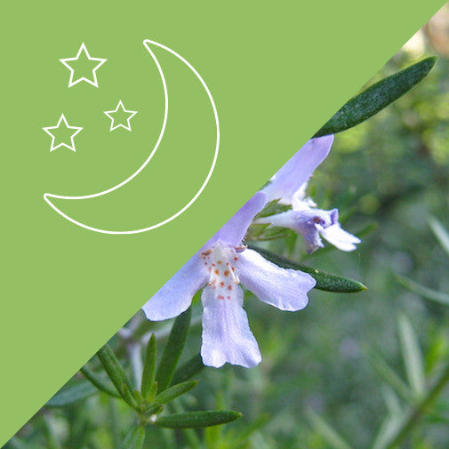 Shop Moonlight Set - Flower Essences for the Higher Self at Delta Gardens