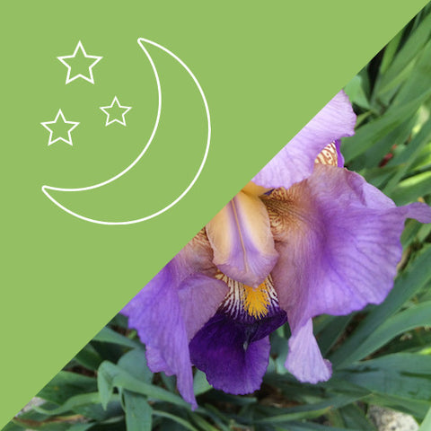 Central Channel Link #13