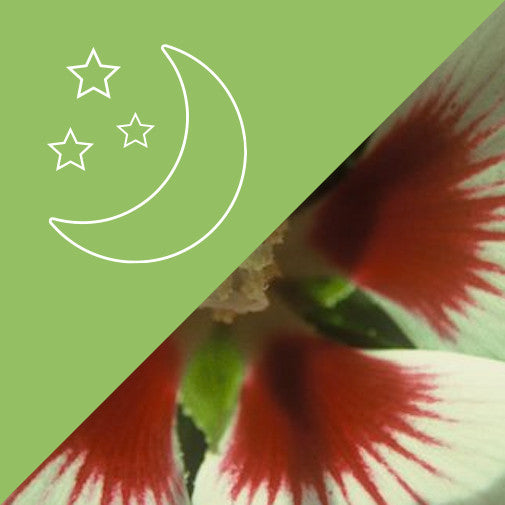 Feminine Soul Link #33