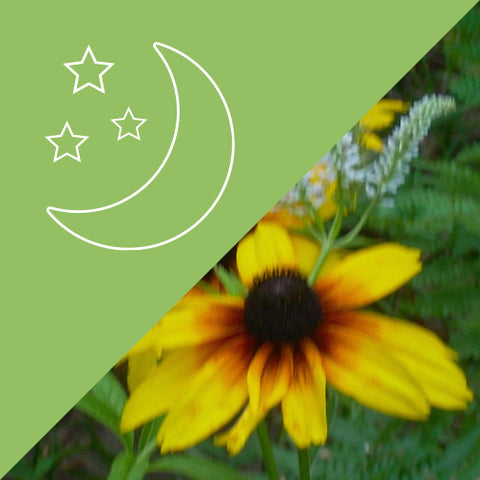 Fullness in the Heart #18