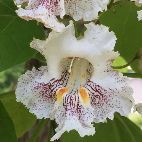 Catalpa