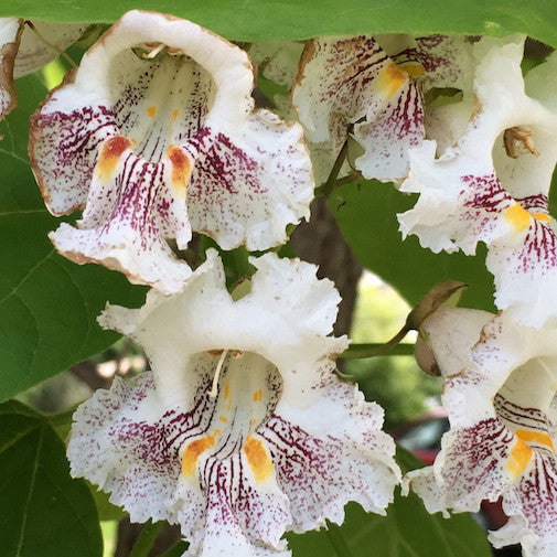 Catalpa | Organic, hand-crafted, healing flower essences