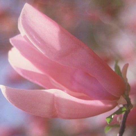 Magnolia