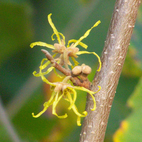 Witch Hazel