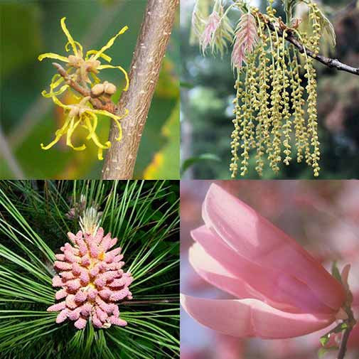 New England Tree Set