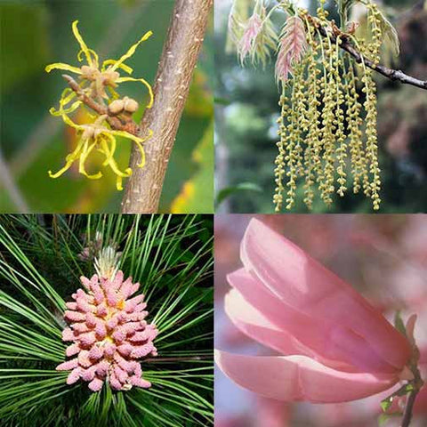 New England Tree Set