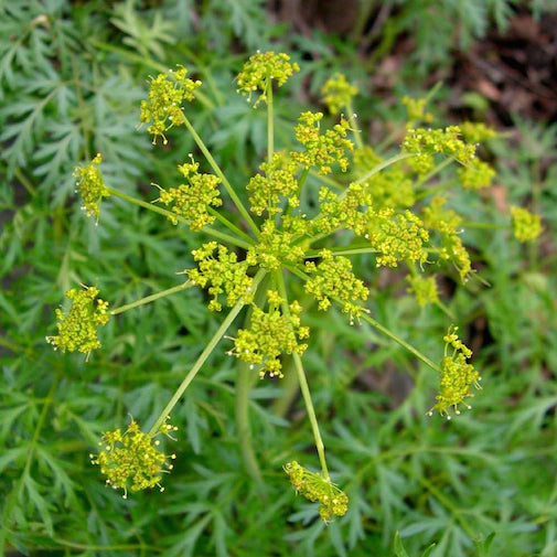 Lomatium