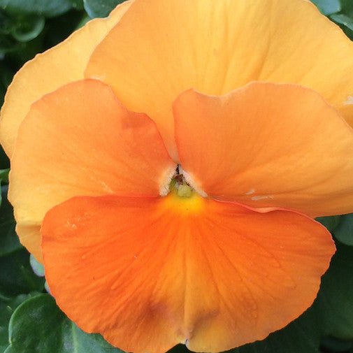 Orange pansy