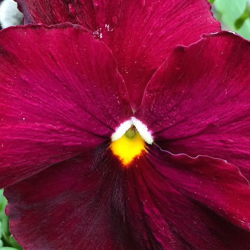 Red Pansy