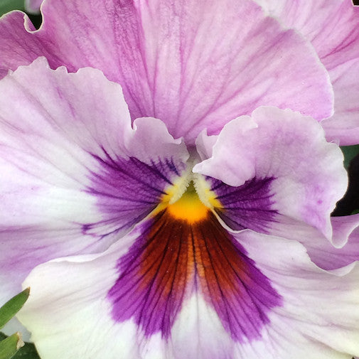 Pink Pansy