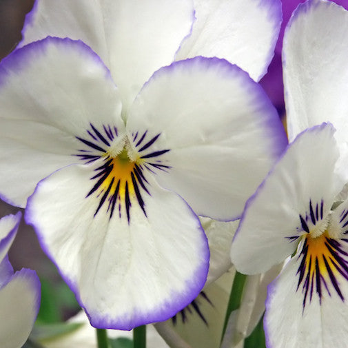 White Pansy