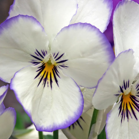 White Pansy