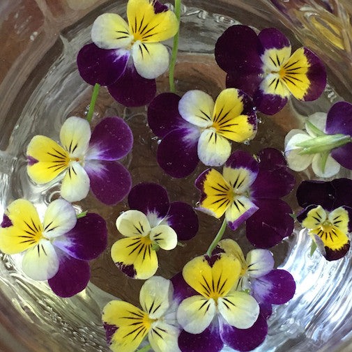 Wild Pansy