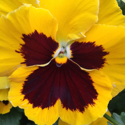 Yellow/Brown Pansy