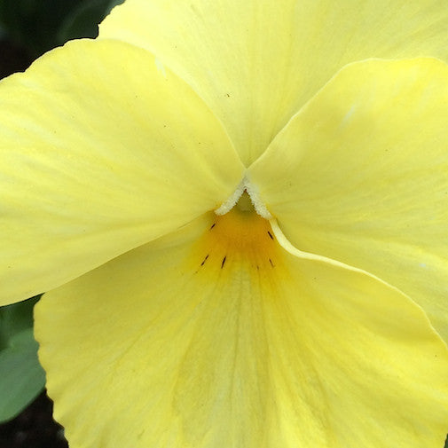 Yellow Pansy