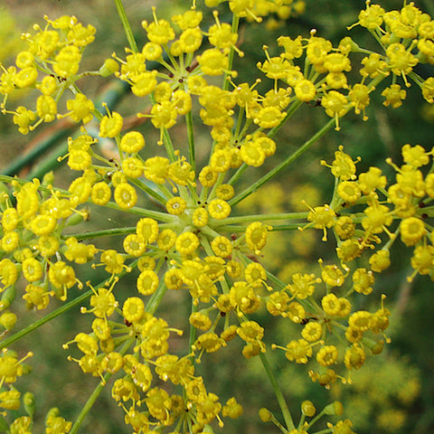 Fennel