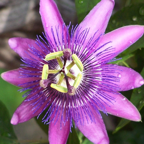 Purple Passionflower