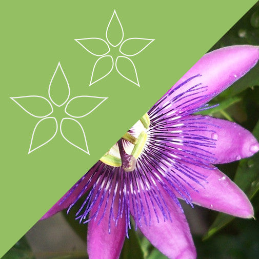 Rainbow Passionflower