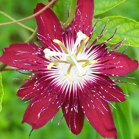 Red Passionflower