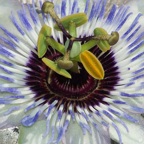 White-Blue Passionflower