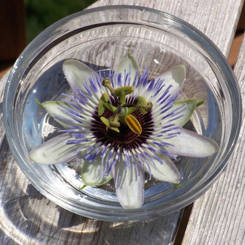 White Passionflower