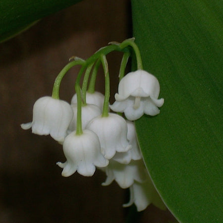 Wild Lily of the Valley Flower Essence