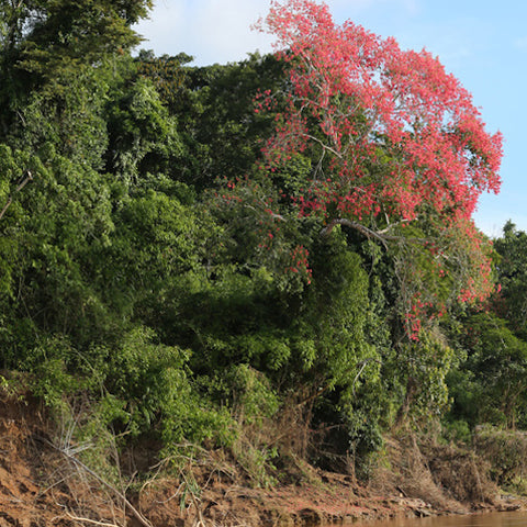 Ceiba Tree