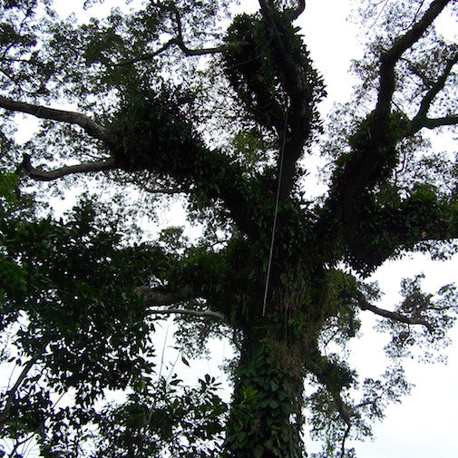 Ceiba Tree