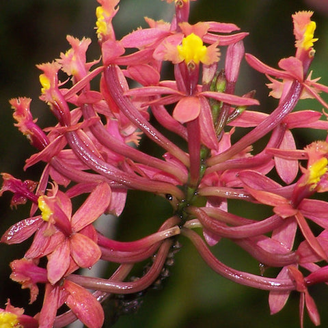 Epidendrum Secundum