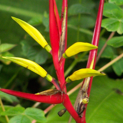 Heliconia (Peru)