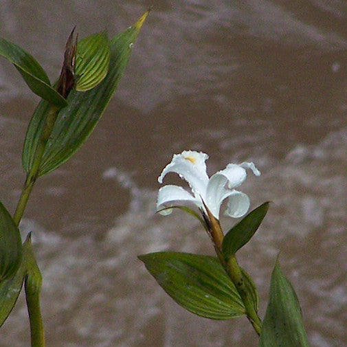 Sobralia Blanco