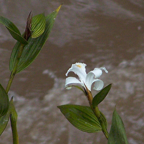 Sobralia Blanco