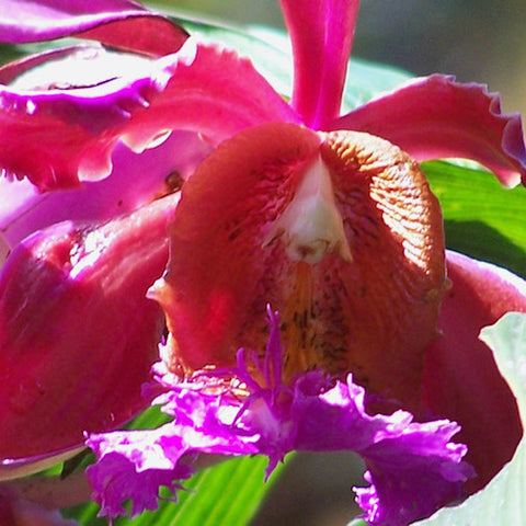 Sobralia Dichotoma