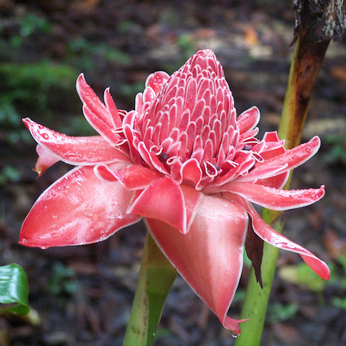 Torch Ginger