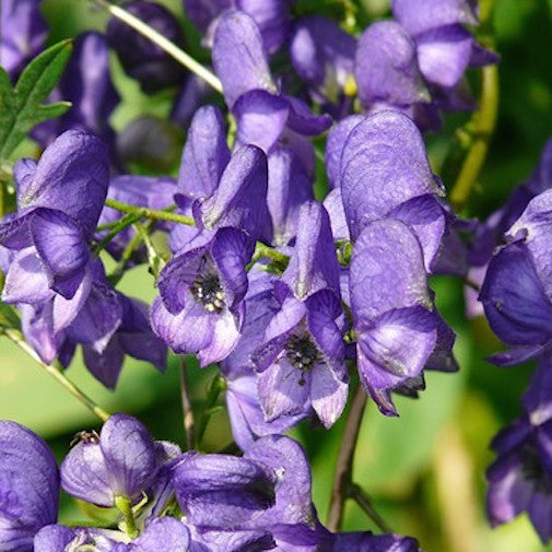 Aconite