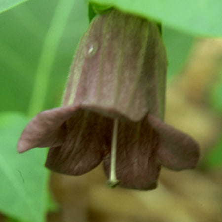 buy belladonna plant Belladonna
