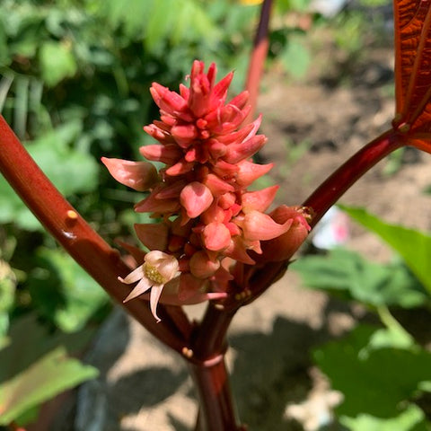 Castor Bean