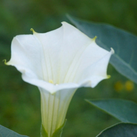 Datura