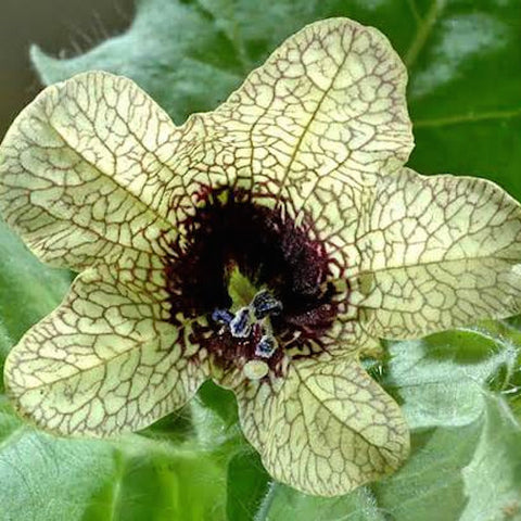 Henbane