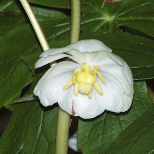 Mayapple