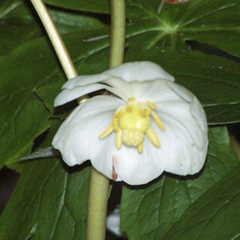 Mayapple