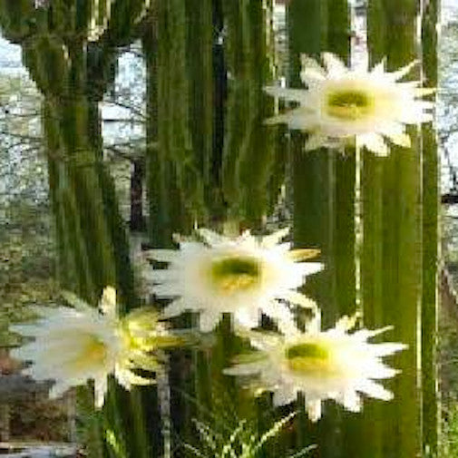San Pedro Cactus